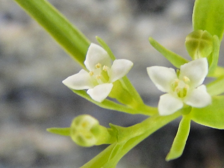 Thesium alpinum / Linaiola alpina